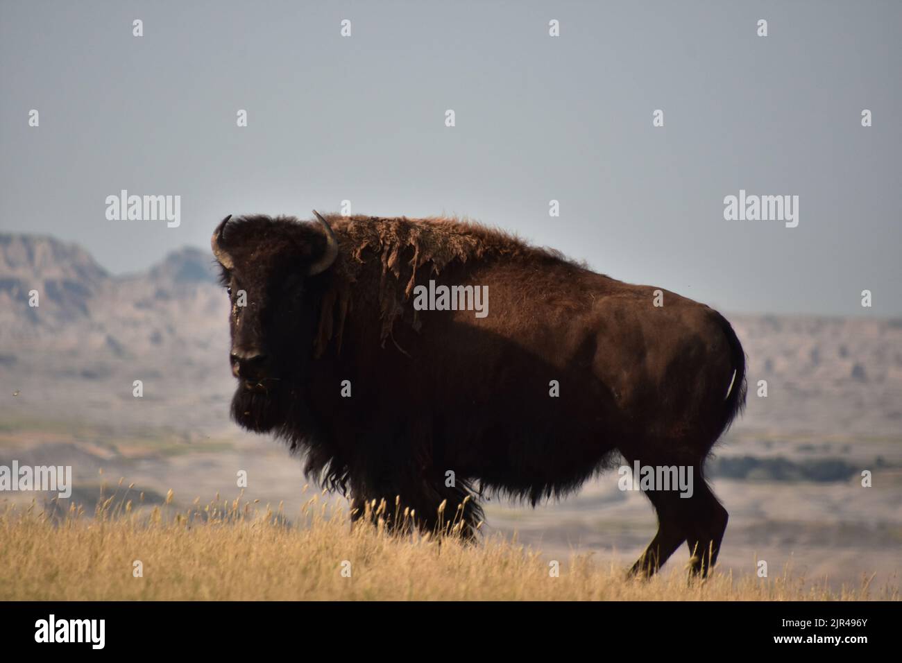 North American Buffalo standing on the rim of a canyon in South Dakota