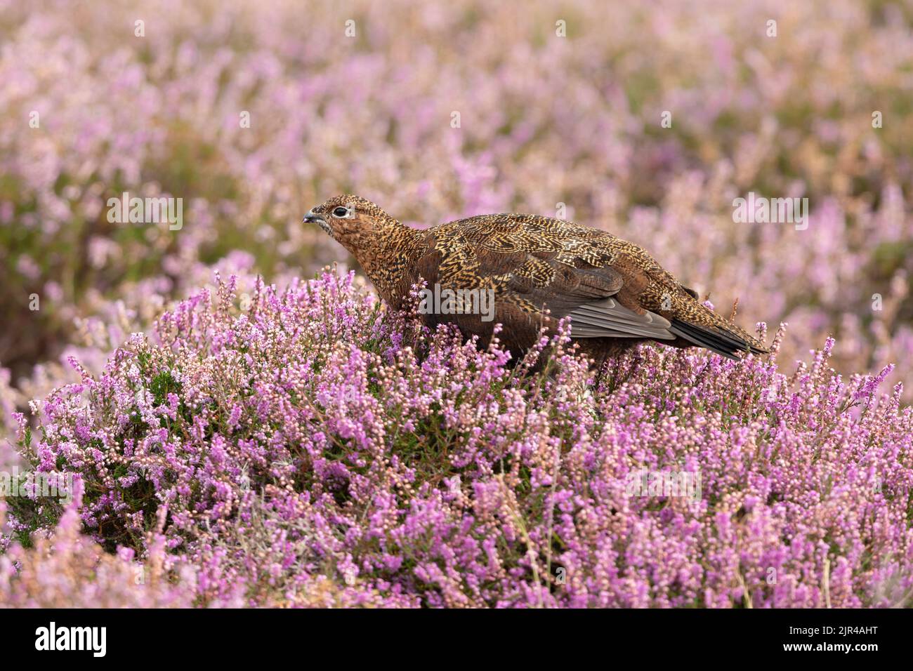 Red Grouse, Scientific name: Lagopus Lagopus, facing left and feeding on purple heather in late summer.  Blurred background. Yorkshire Dales, UK.  Hor Stock Photo