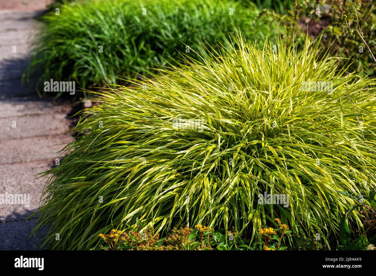 Hakonechloa macra 'Aureola' grass. Japanese forest grass or Hakone grass in garden decoration Stock Photo