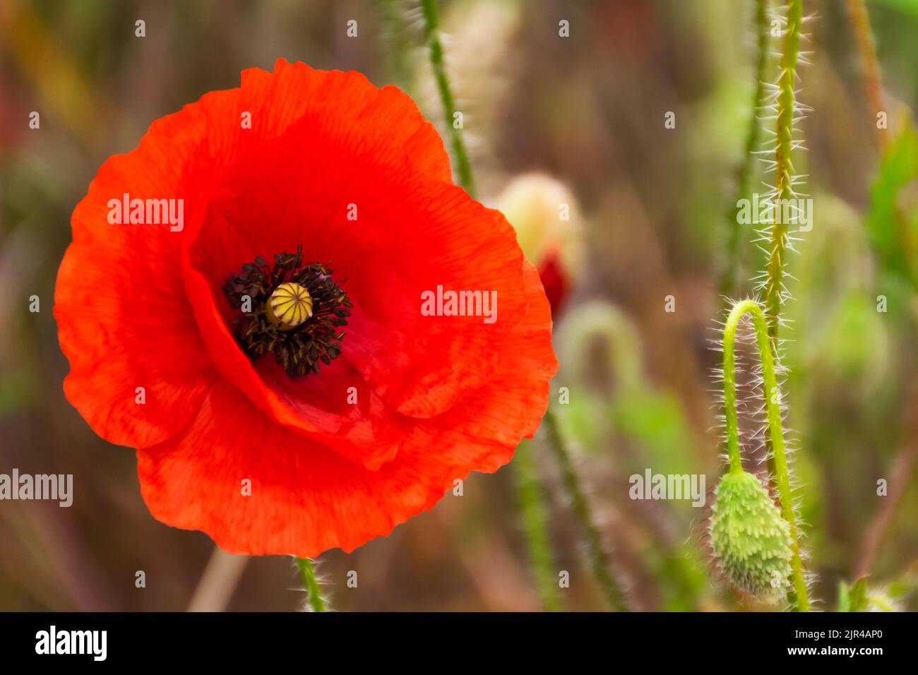 close up of red corn poppy. blooming flower. beautiful nature background Stock Photo
