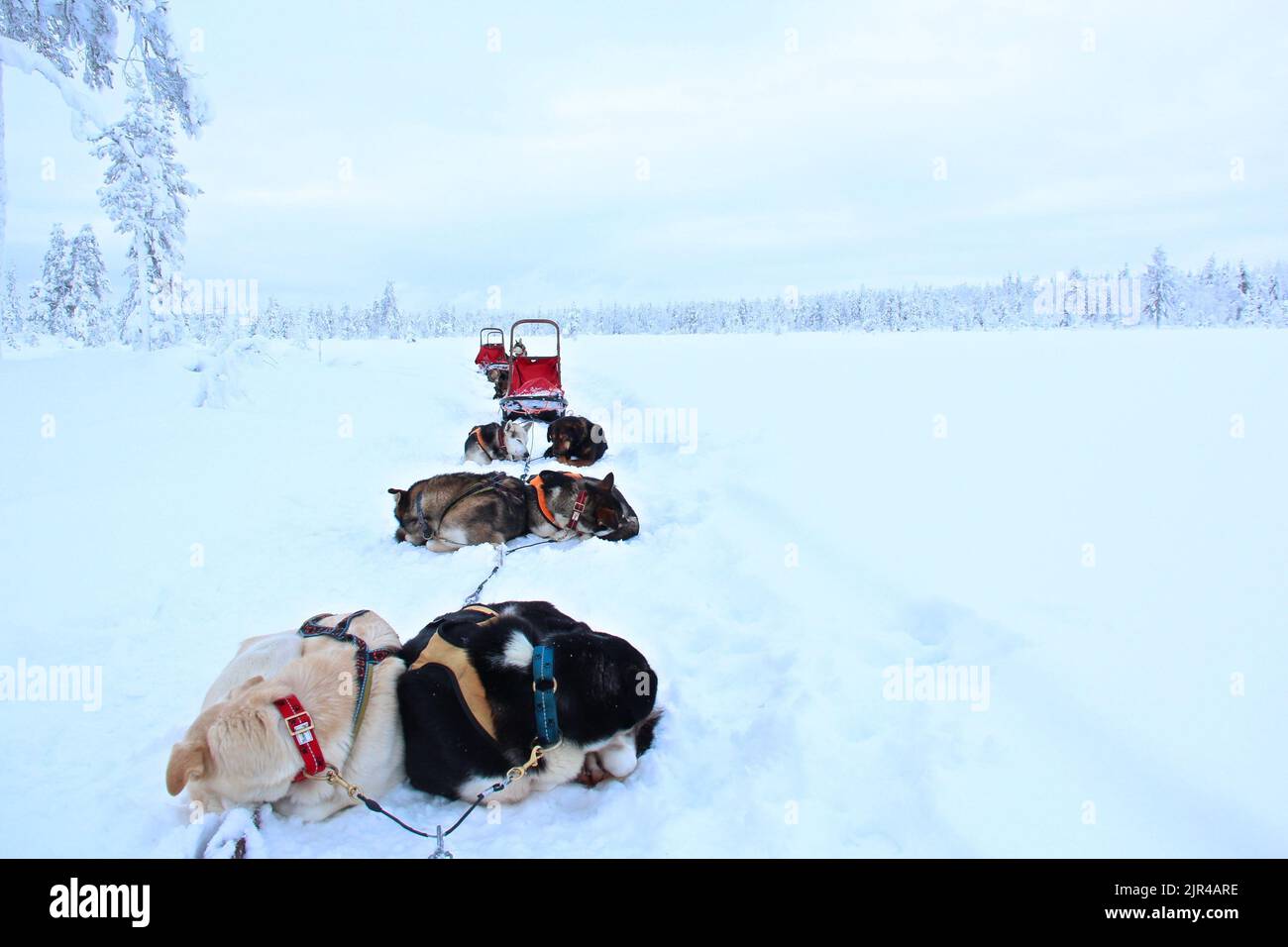 The dogs sleeping in the dog sled in the snowy forest in Lapland Stock ...
