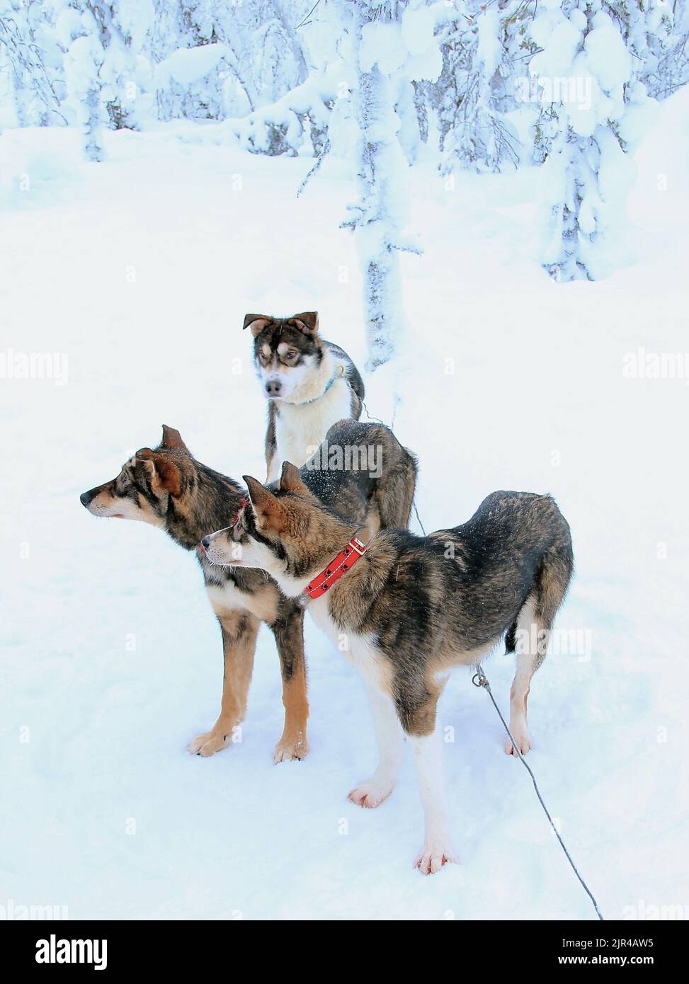 A vertical shot of the Siberian husky dogs in the snowy field in ...