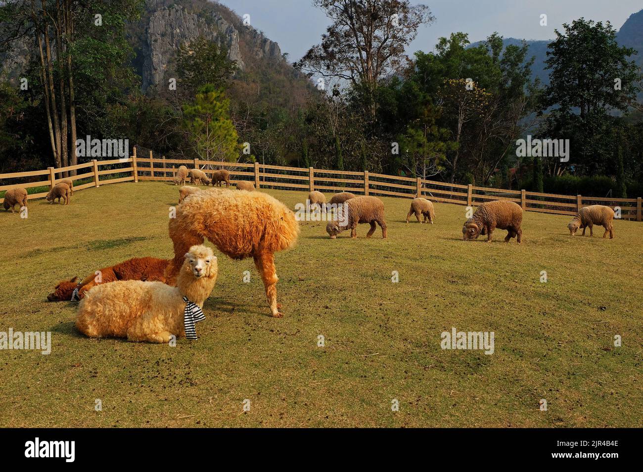 Feeding Sheep and Alpaca with green grass Stock Photo Alamy