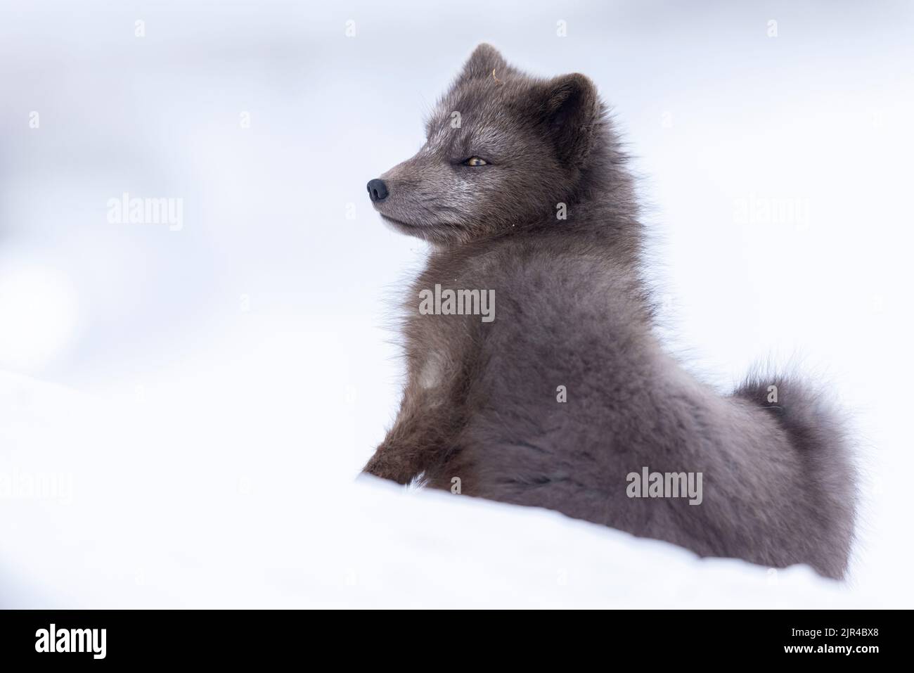 The close-up view of a blue arctic fox looking sideways in the snow-covered field on a cold day Stock Photo