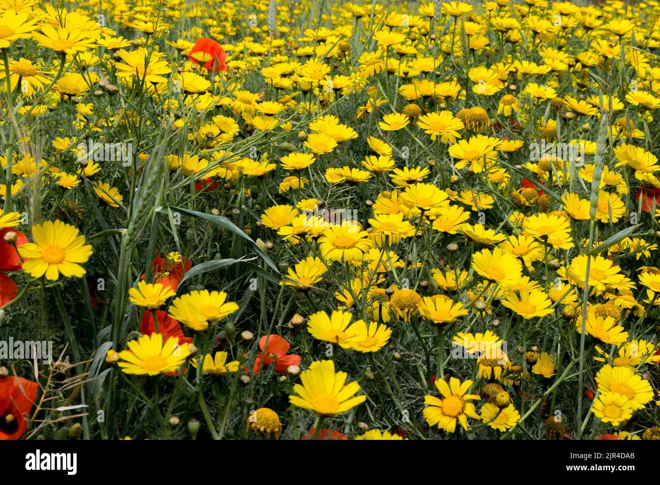 A patch of wild yellow crown daisy flowers, Glebionis coronaria, and ...
