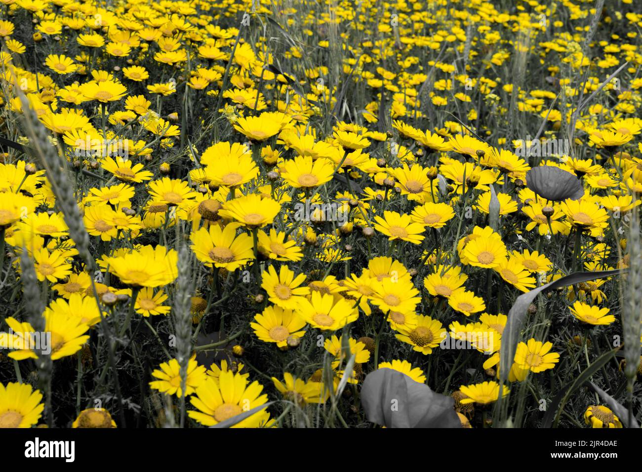 Patch of wild yellow crown daisy flowers, Glebionis coronaria, and