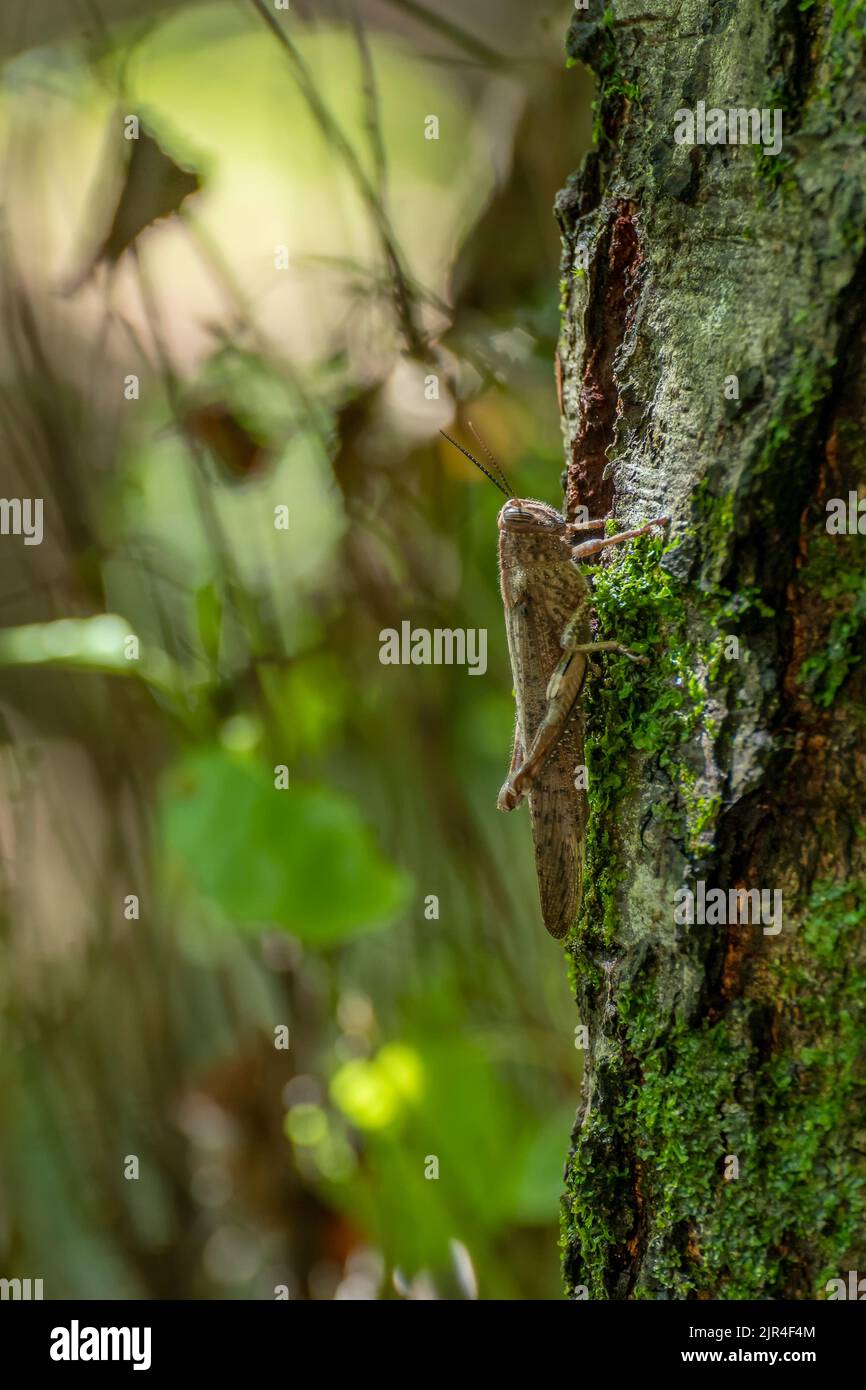 A grasshopper on the trunk of a tree covered with moss, Acquerino Cantagallo nature reserve, Italy Stock Photo