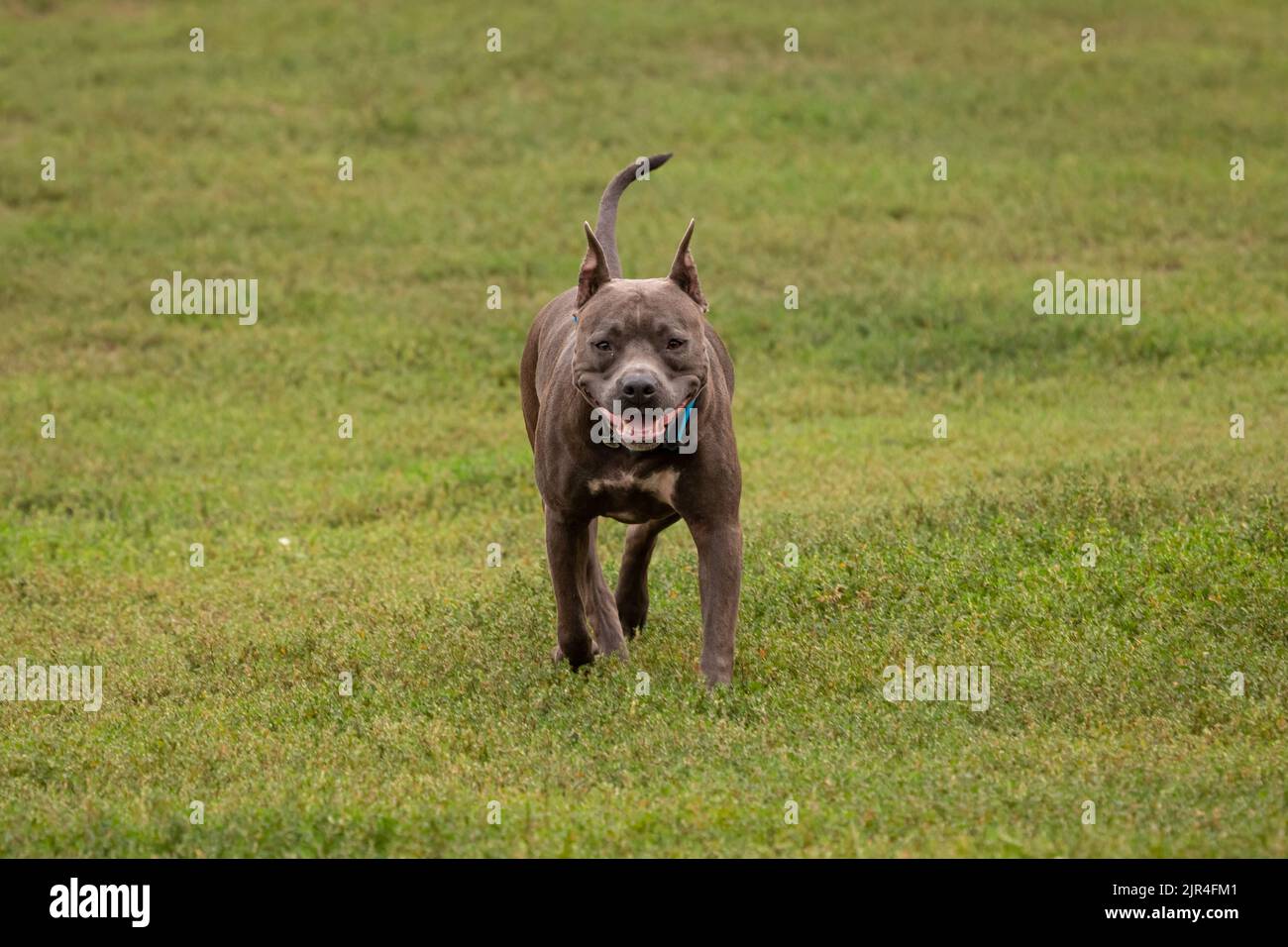 American pit bull. Thoroughbred dog. A breed for experienced dog breeders. A reliable defender of the house. Stock Photo