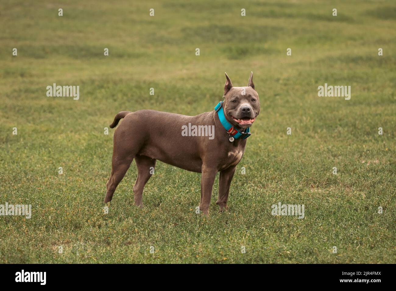 American pit bull. Thoroughbred dog. A breed for experienced dog breeders. A reliable defender of the house. Stock Photo