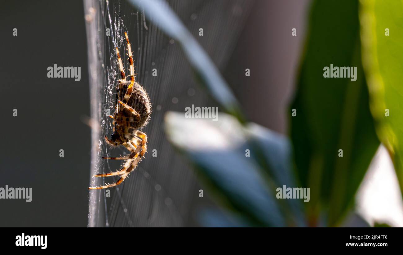 Garden Spider in Web with Natural Leafy Background Stock Photo