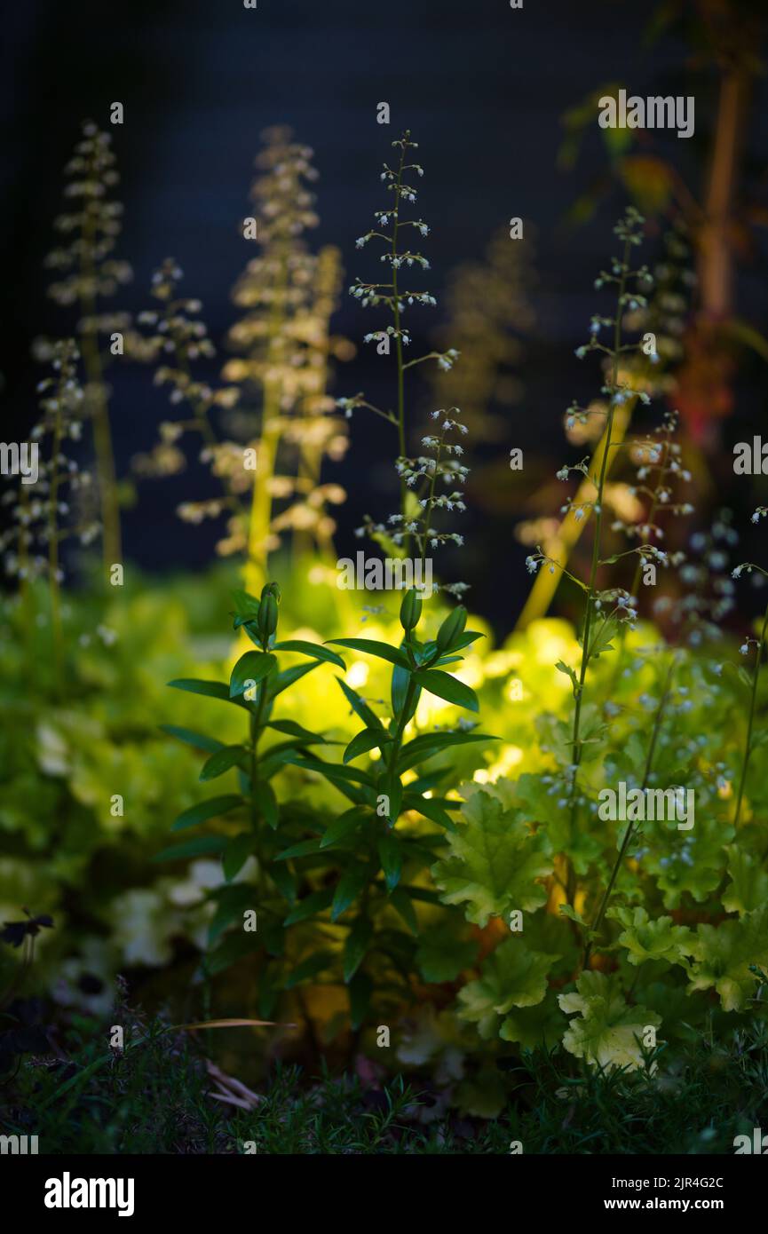 A vertical of small-flowered alumroot plants with a light in the background. Stock Photo