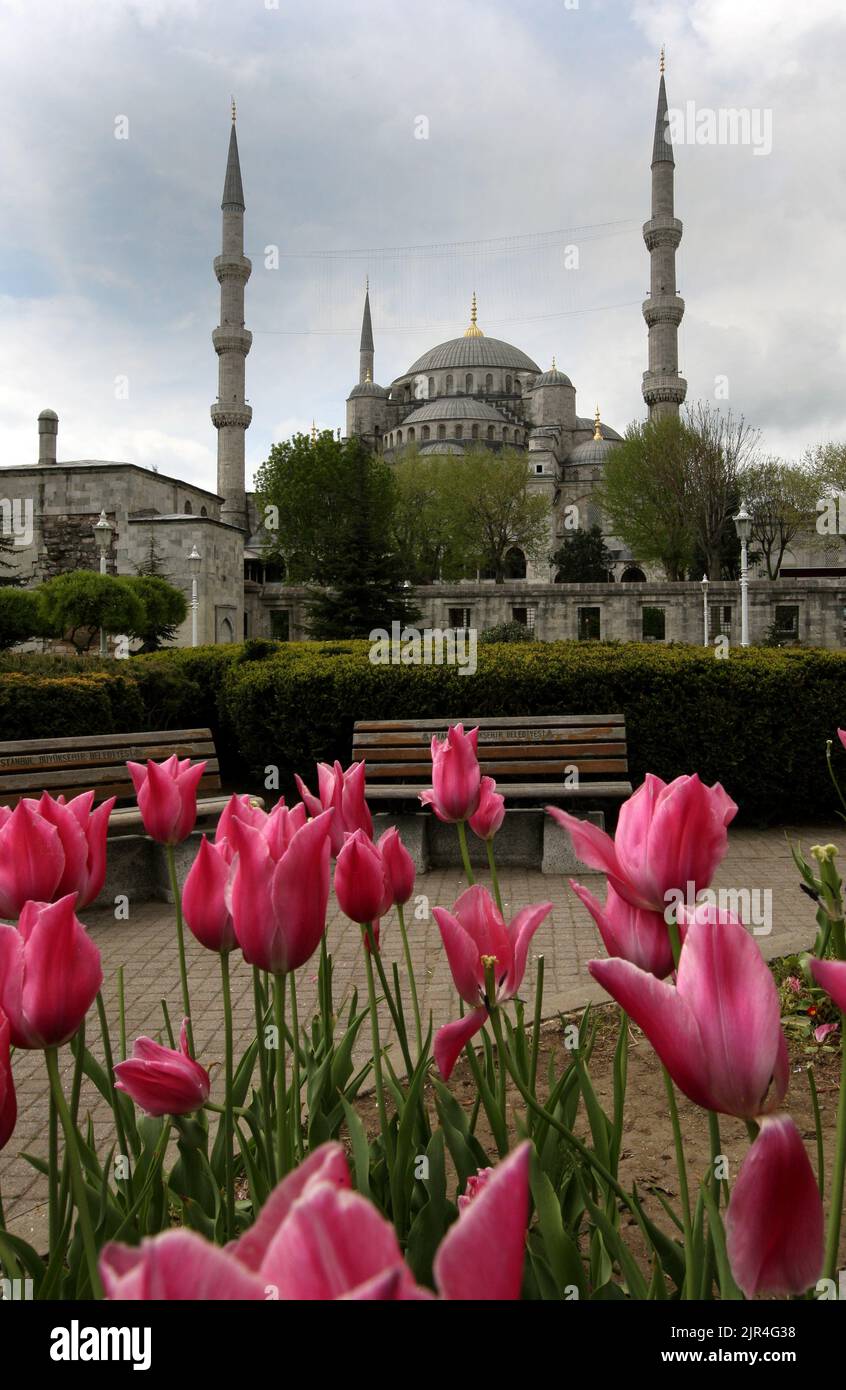 Pink tulips grow in Sultanahmet Park in front of the Blue Mosque (Sultan Ahmet Camii) at Istanbul in Turkey. Stock Photo