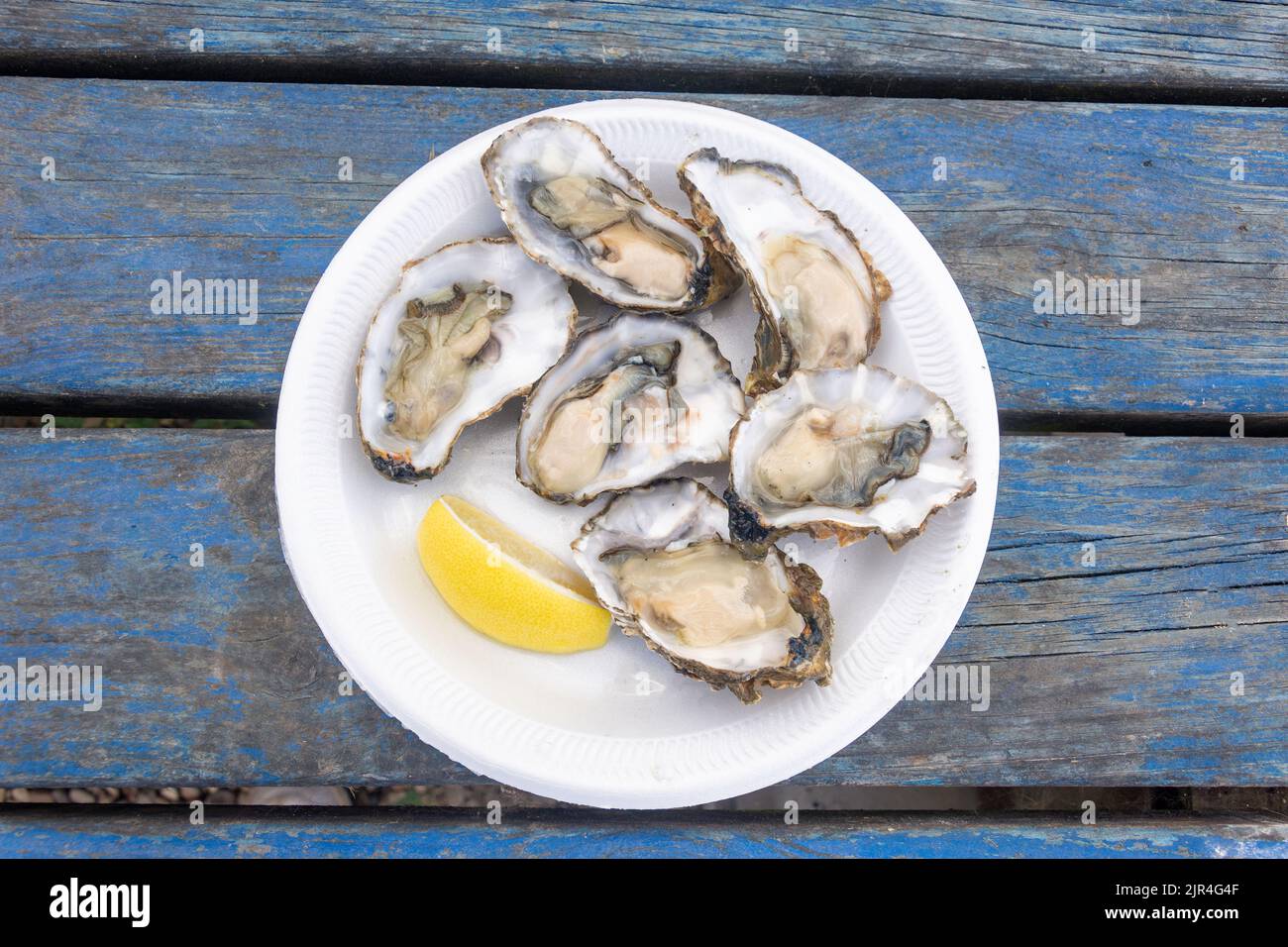 Plate of fresh oysters in their shells, West Mersea Oyster Bar, Coast Road, West Mersea, Essex, England, United Kingdom Stock Photo