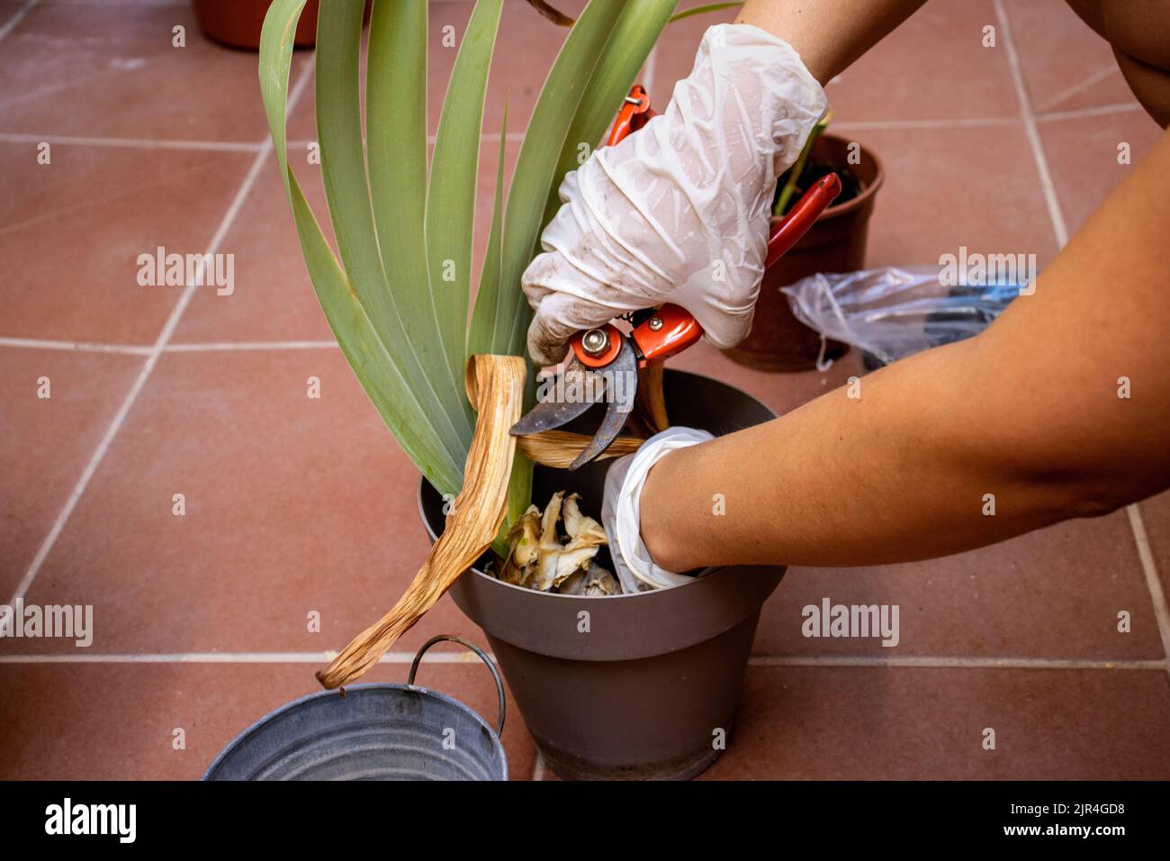 hands of a young girl pruning a plant in her garden Stock Photo