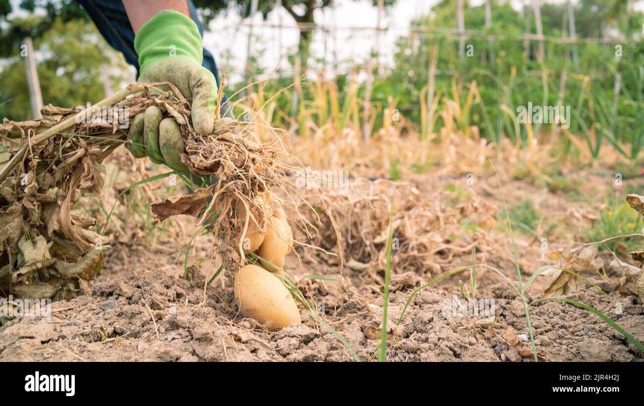 Male farmer collecting harvests his potatoes in the garden. Man gathered potatoes in field. Farmers working on vegetable plantation on sunny day Stock Photo