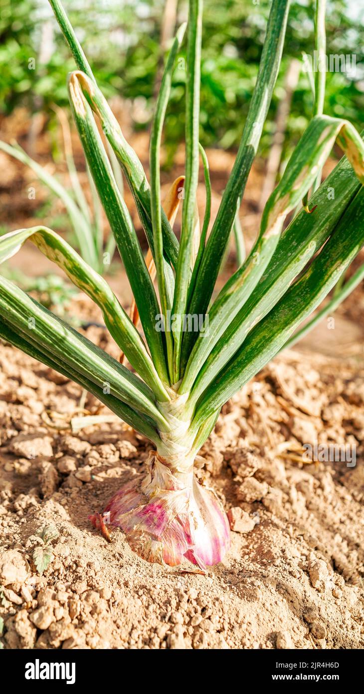 Farm organic vegetables plants. A closeup of a fresh onion bulb is grown on the soil in the plots. Productivity of Spanish farmers. The concept of a g Stock Photo