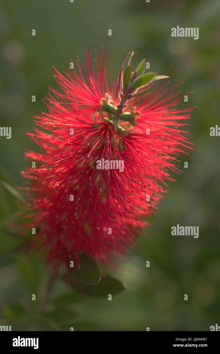 Red flower of Bottlebrush shrub. Close-up view Stock Photo