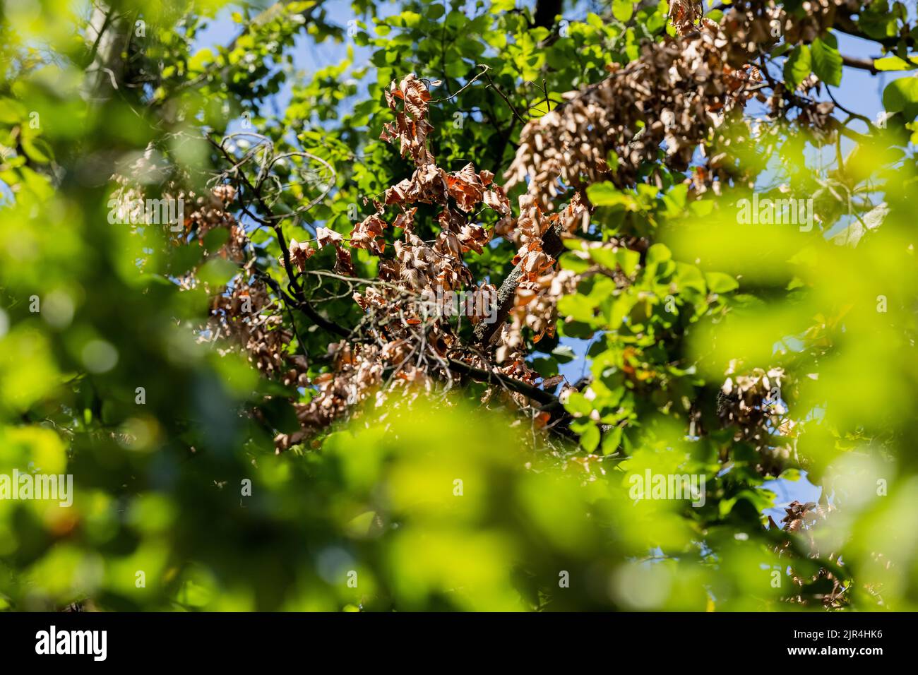 Cologne, Germany. 22nd Aug, 2022. Dried leaves lie under a chestnut
