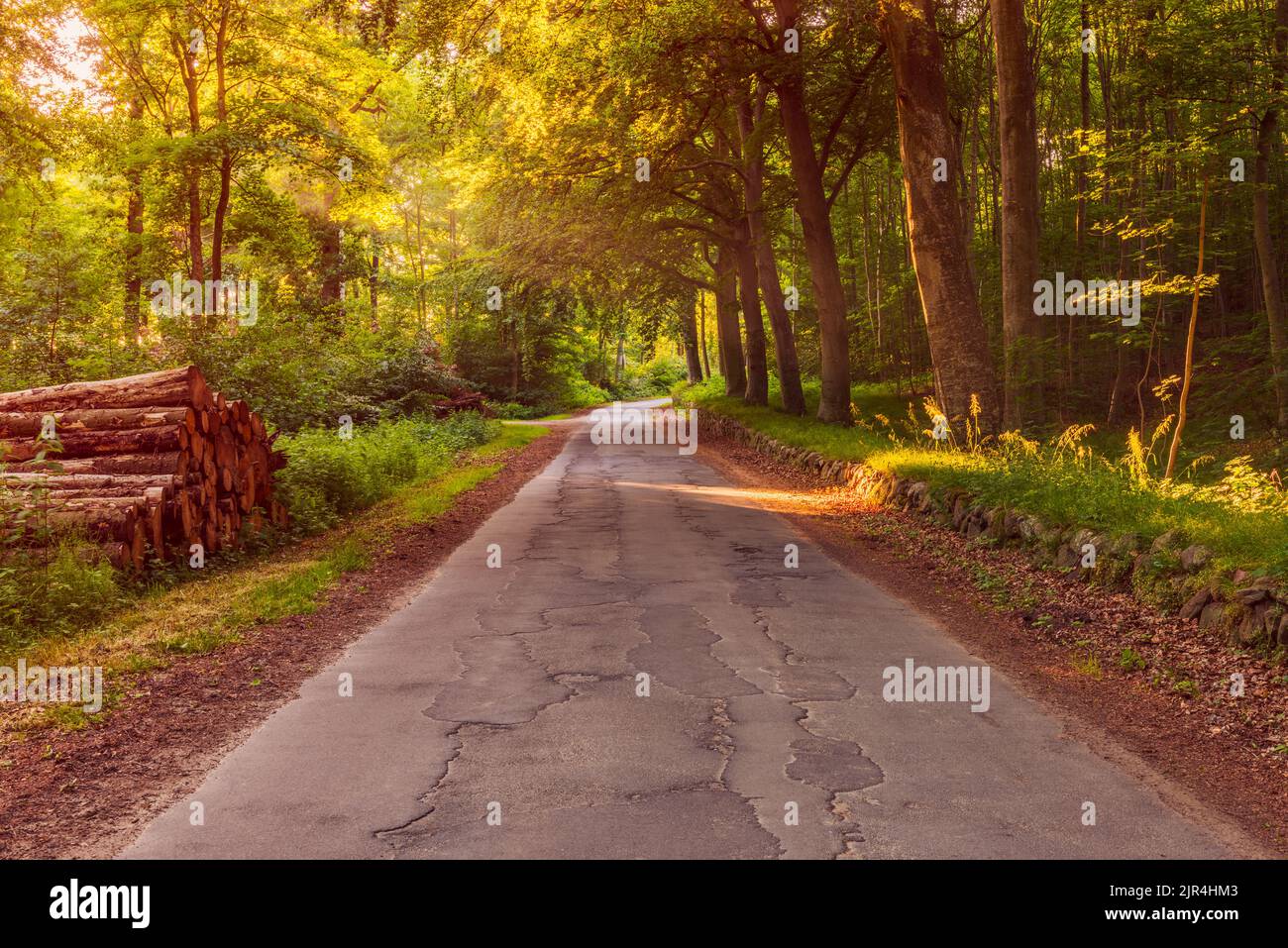 Forest Road in Jutland, Denmark around sunset on summer evening Stock Photo