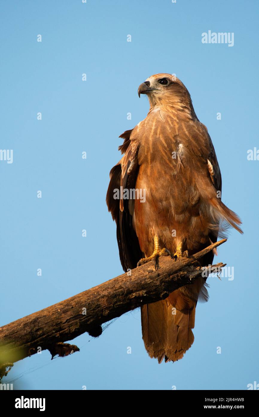 Eagle sitting on an old branch, isolated on blue background, in Kerala Stock Photo