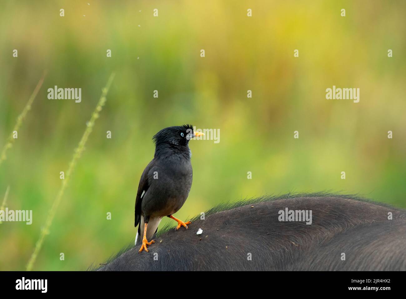 A common myna or Indian myna (Acridotheres tristis) is sitting on a buffalo Stock Photo