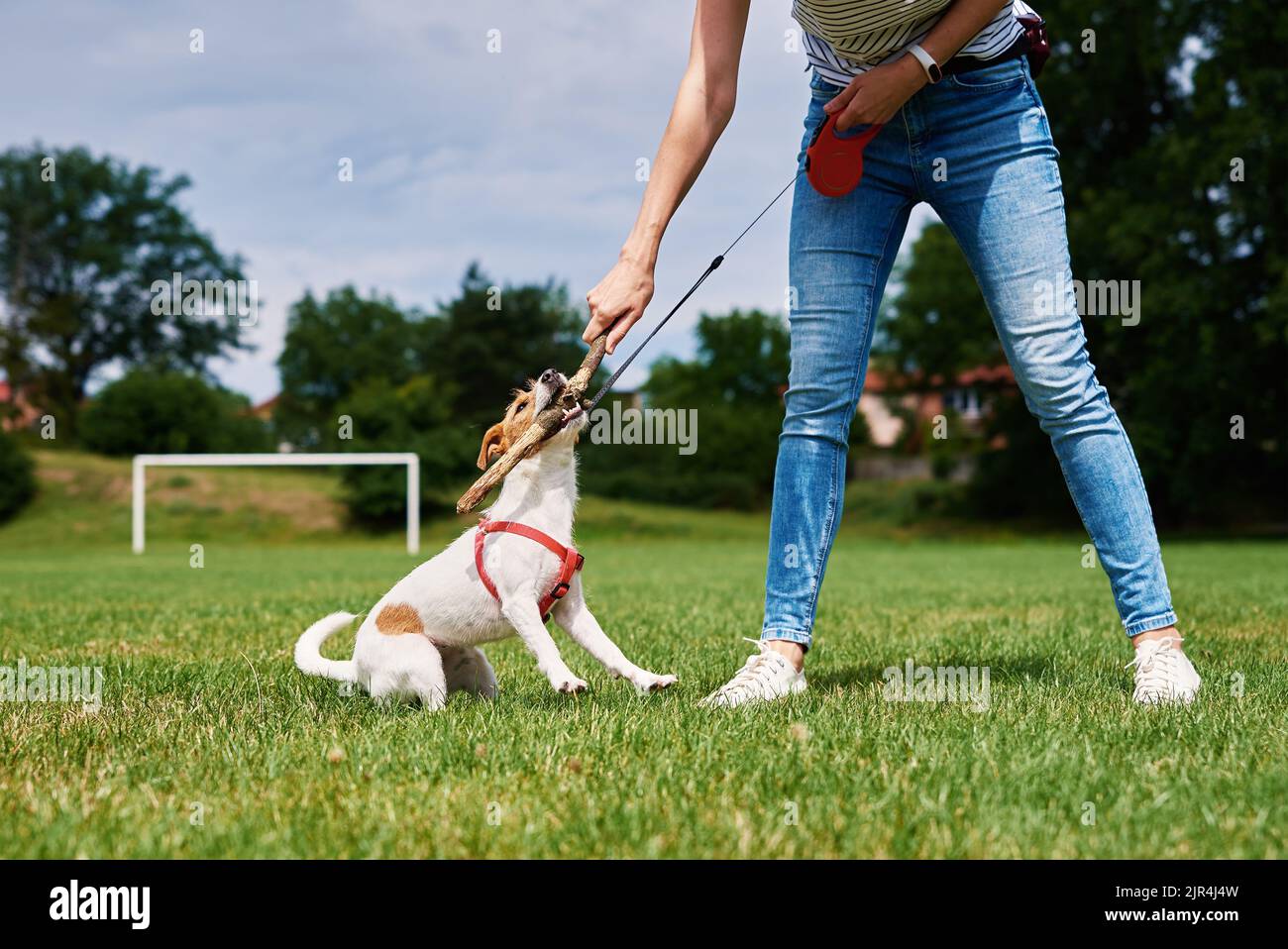 Owner playing with dog at green field, Woman training her dog, Pet
