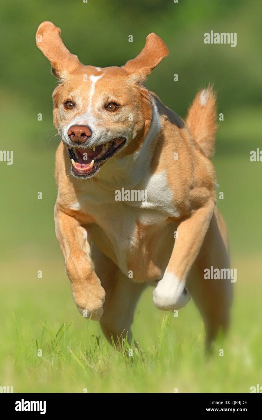 Rennender Labrador Mischling auf grüner Wiese | Hund in Action | Labrador Mischling in Action | Dog in Action Stock Photo