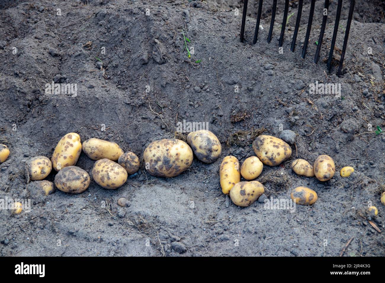 Potatoes being harvested. Fresh organic potatoes are lifted out of the ground with a pitchfork