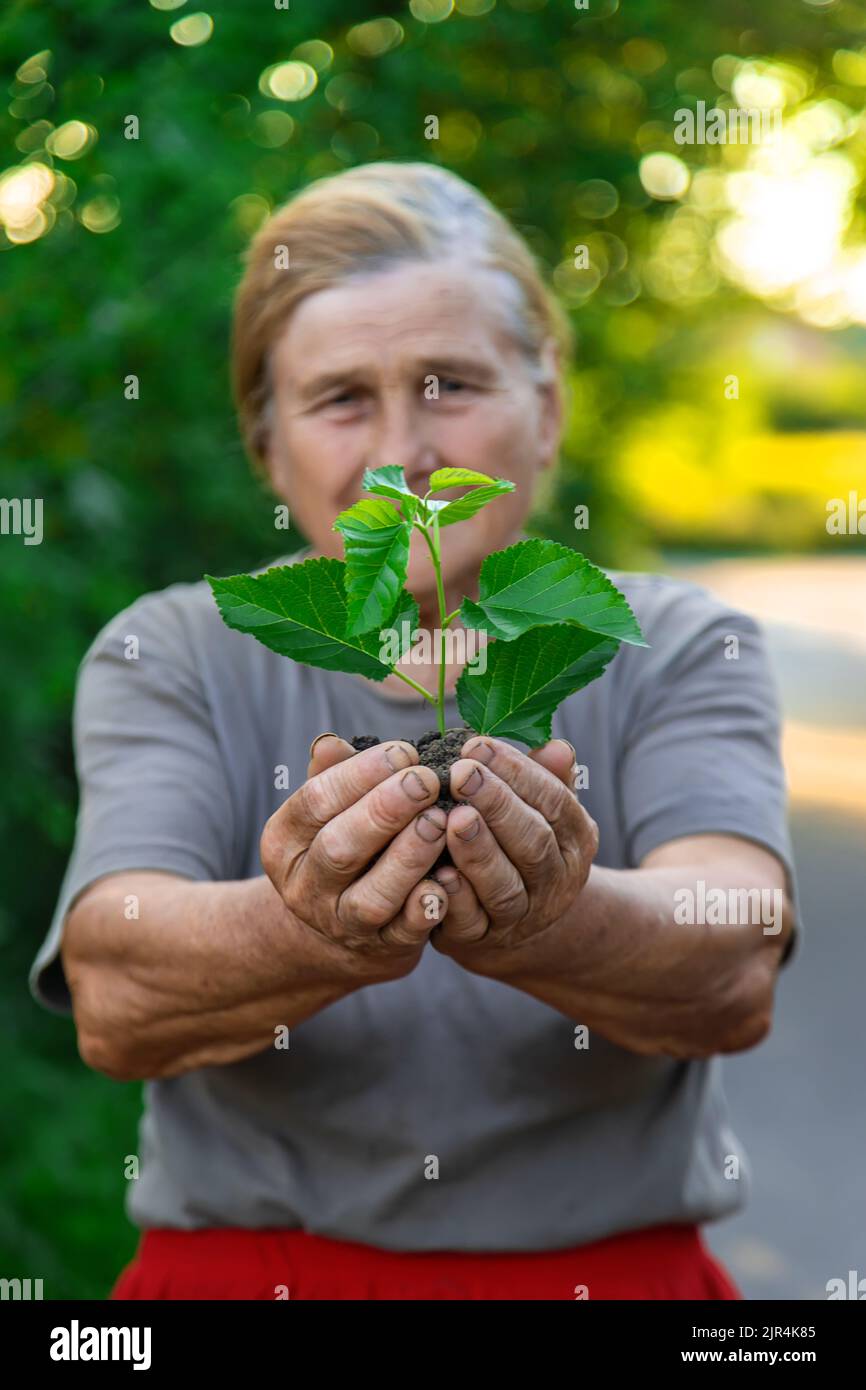 Grandmother is planting a tree in the garden. Selective focus Stock