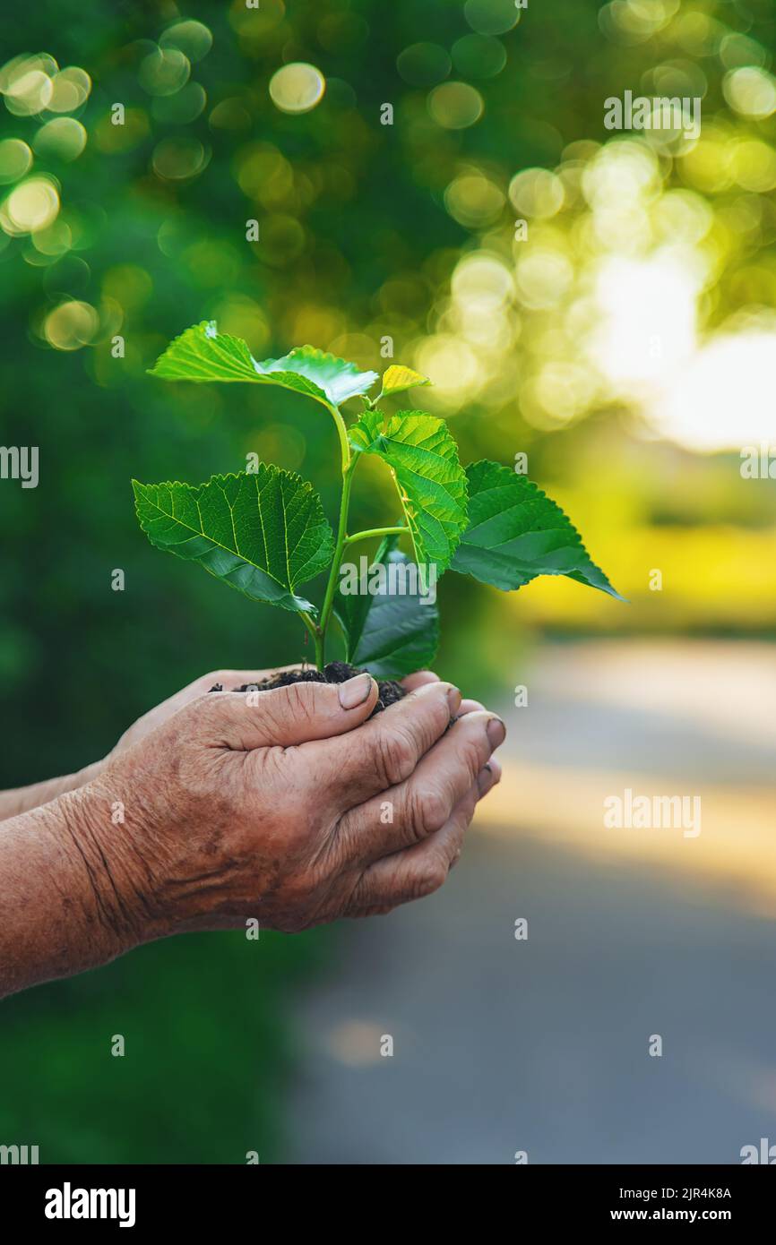 Grandmother is planting a tree in the garden. Selective focus Stock