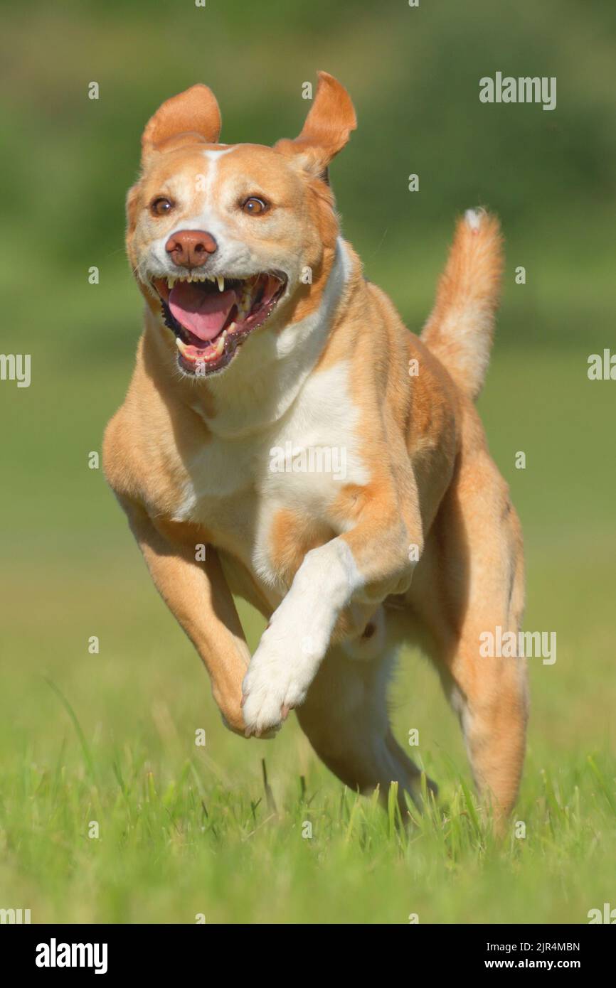 Labrador mischling hi-res stock photography and images - Alamy