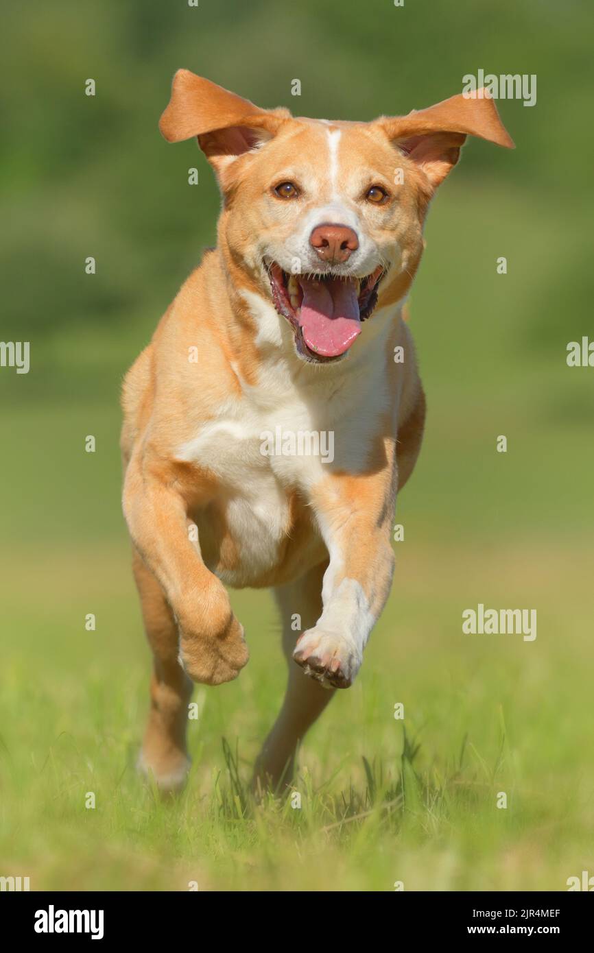 Rennender Labrador Mischling auf grüner Wiese | Hund in Action | Labrador Mischling in Action | Dog in Action Stock Photo