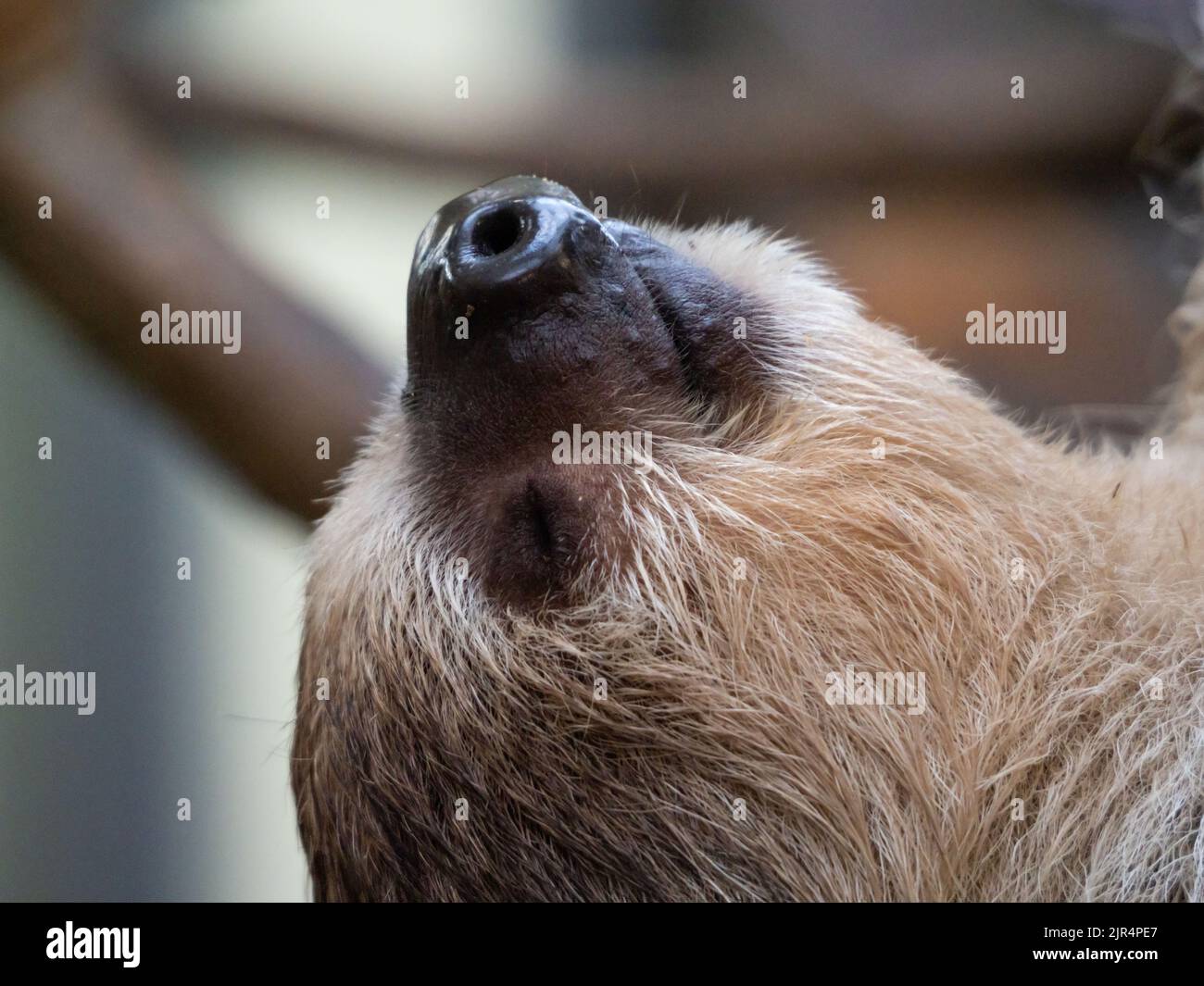 A closeup shot of the head of a cute Linnaeus's two-toed sloth Stock Photo