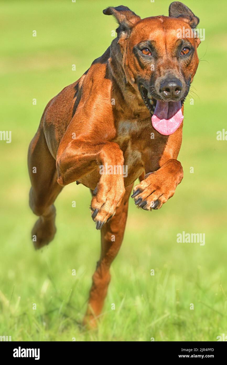 Hund beige hi-res stock photography and images - Alamy