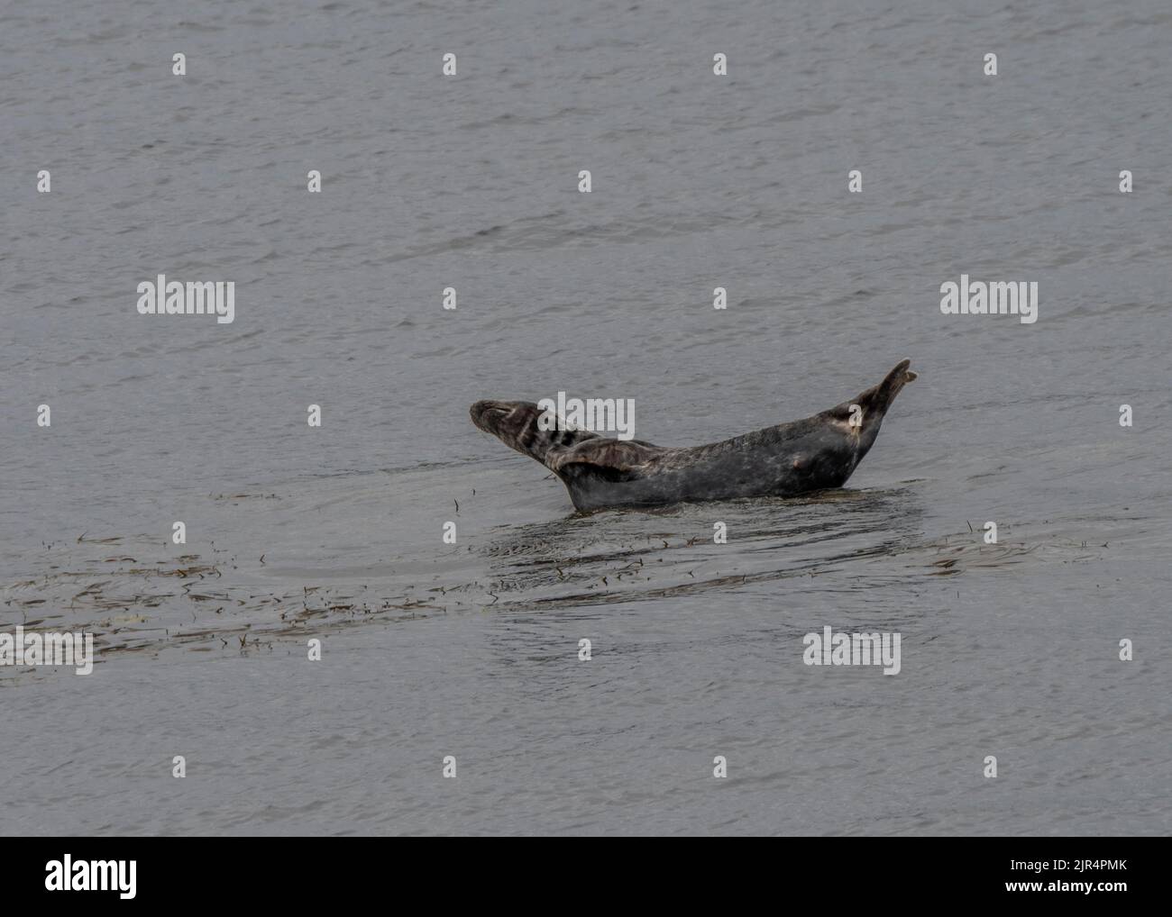 Grey seal (Halichoerus grypus), hauled out on rsemi submerged rock, Boddam, South Mainland, Shetland Stock Photo