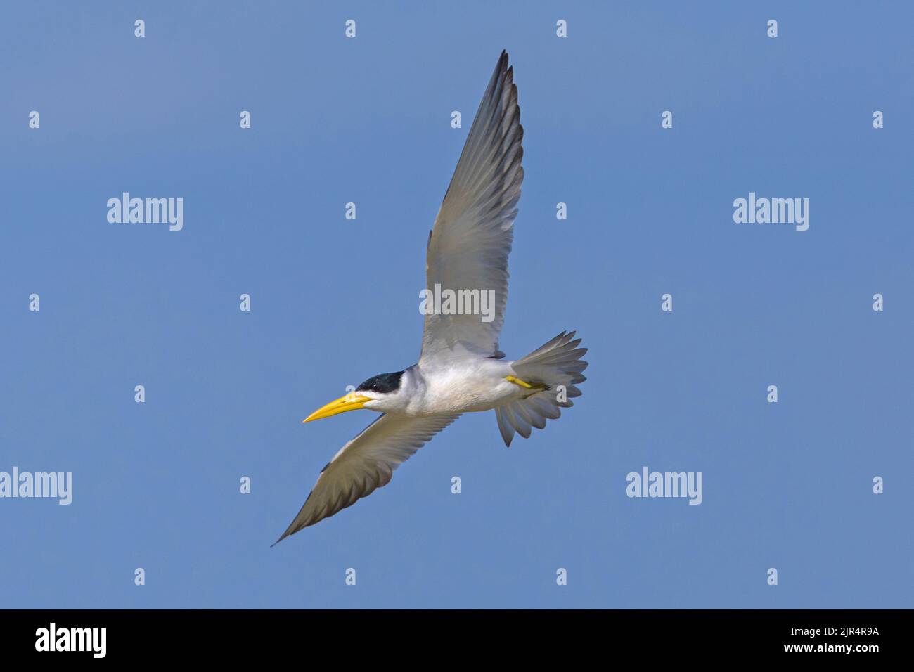 large-billed tern (Phaetusa simplex), in flight at blue sky, Brazil, Pantanal Stock Photo
