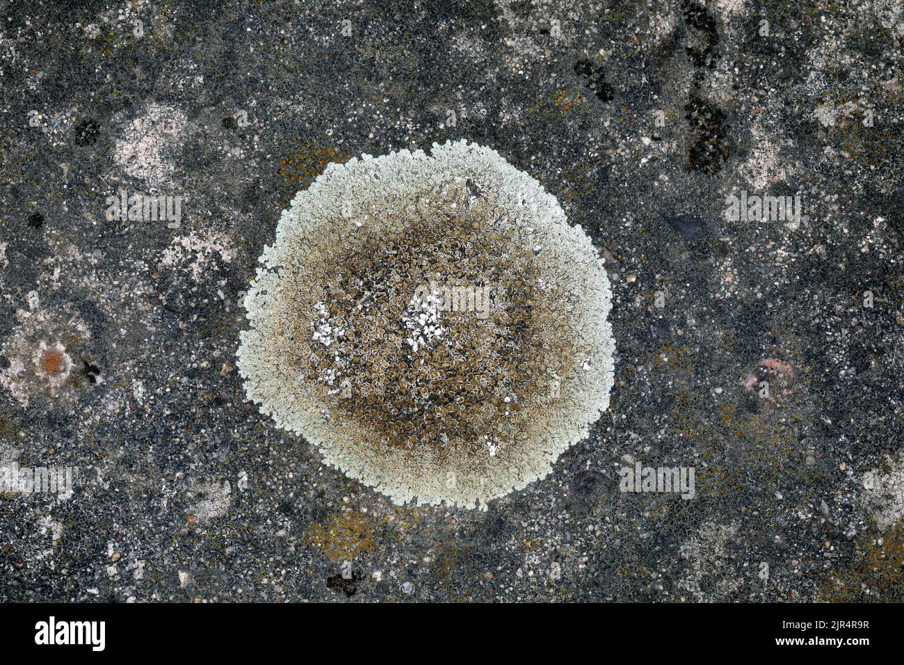 rim lichen (Lecanora muralis, Protoparmeliopsis muralis, Lecanora alboeffigurata, Lecanora albomarginata, Lecanora diffracta, Placolecanora muralis), Stock Photo