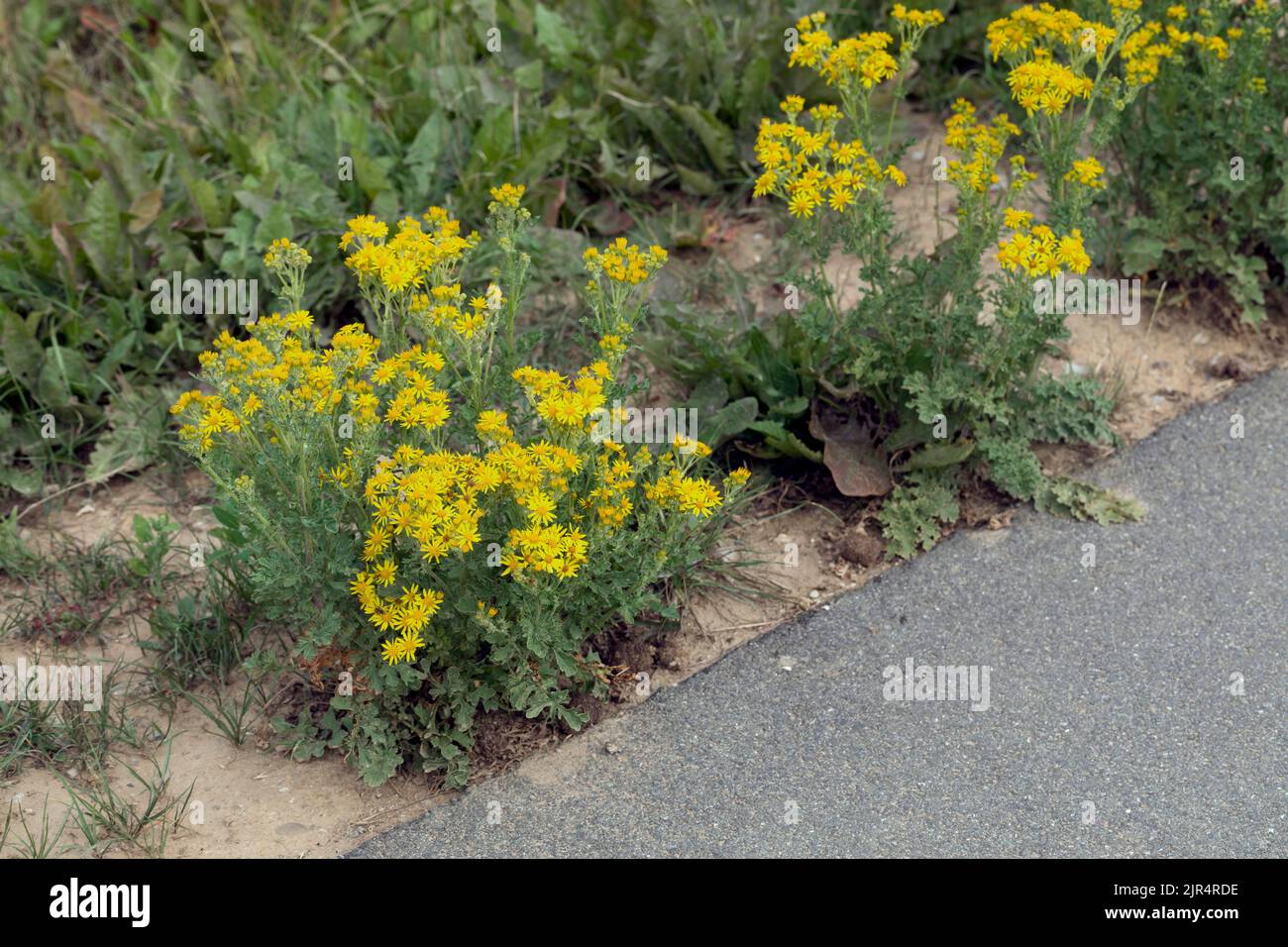 Common ragwort, Stinking willie, Tansy ragwort, Tansy ragwort (Senecio jacobaea), blooming at roadside, Germany Stock Photo