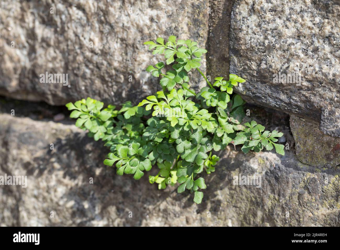 Wallrue spleenwort (Asplenium ruta-muraria), in the gaps of a stone wall, Germany Stock Photo