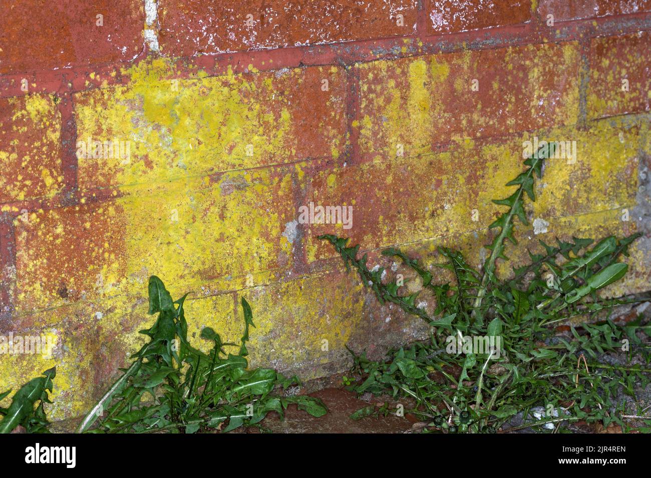 orange lichen, crustose lichen, crustose lichens (Caloplaca citrina, Flavoplaca citrina), grows on a wall, Germany Stock Photo