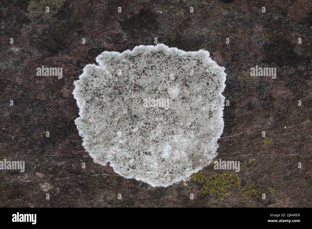 Crustose lichen (Lecanora campestris), grows on a wall, Germany Stock Photo