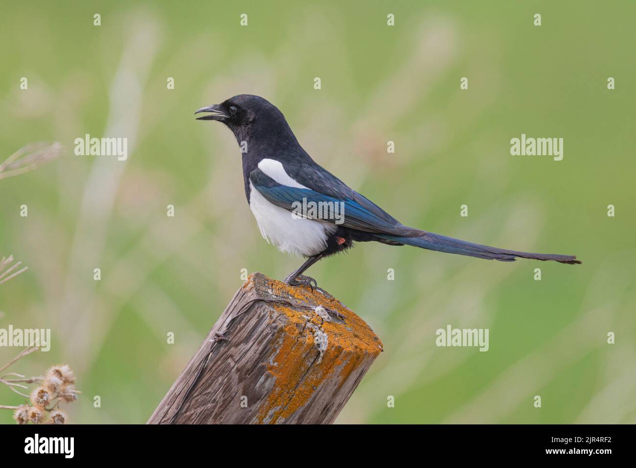 Black-billed magpie, American magpie (Pica hudsonia), perched on a wooden post calling, Canada, Manitoba, Riding Mountain National Park Stock Photo