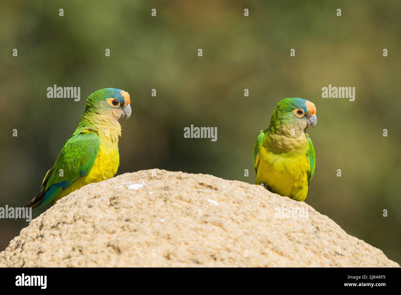 Peach fronted conure deals