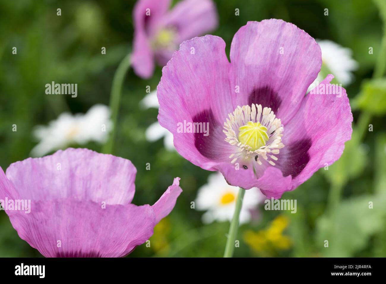 opium poppy, breadseed poppy (Papaver somniferum), flowers, Germany