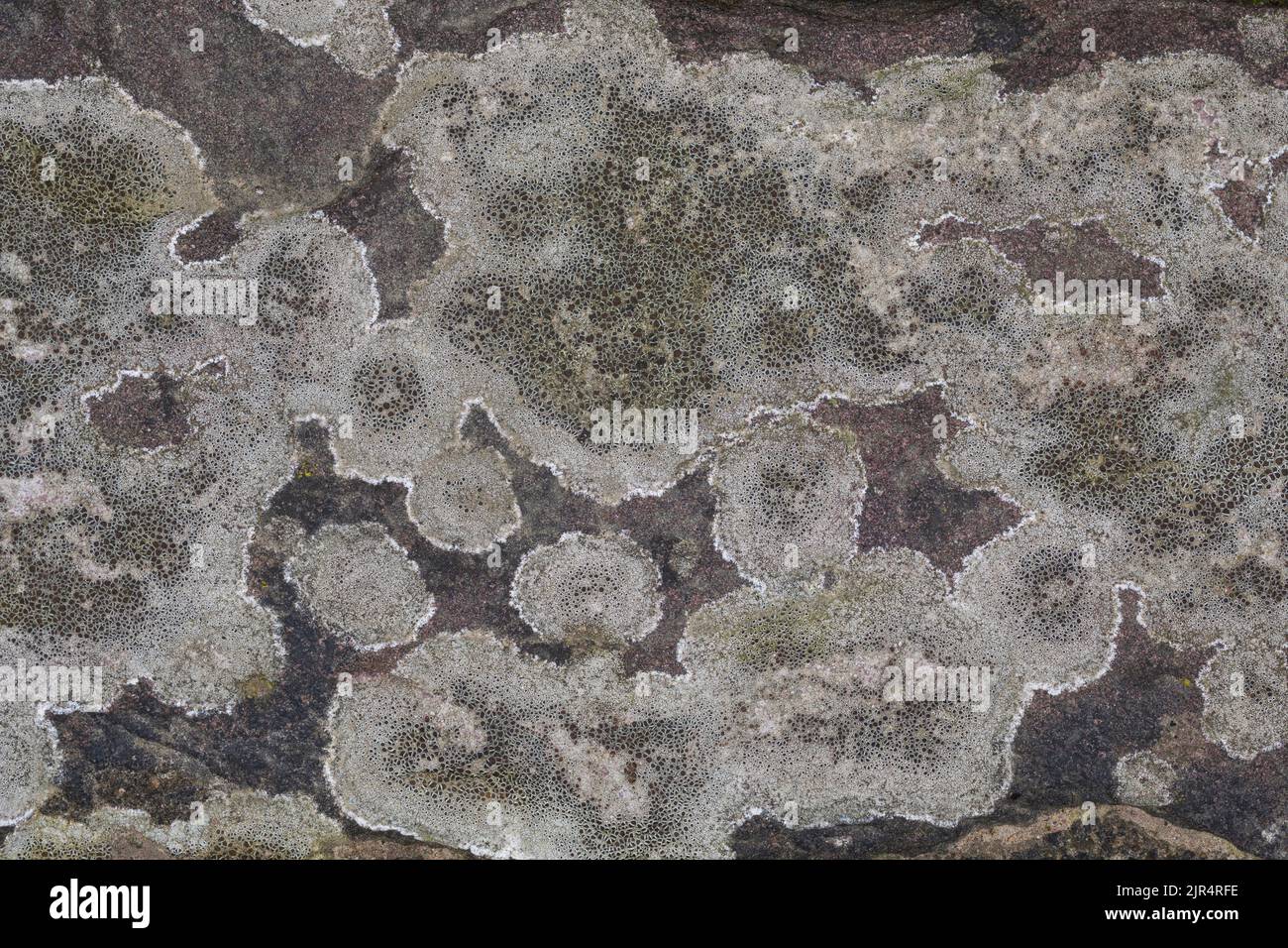 Crustose lichen (Lecanora campestris), grow on a wall, Germany Stock Photo