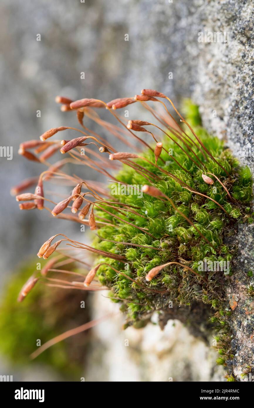 Capillary Thread-moss (Bryum capillare, Ptychostomum capillare), on a stone wall, Germany Stock Photo