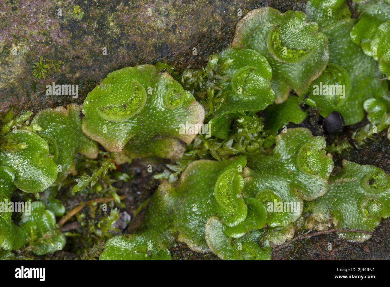 crescent-cup liverwort (Lunularia cruciata), grows in the gap of a wall, close-up, Germany Stock Photo