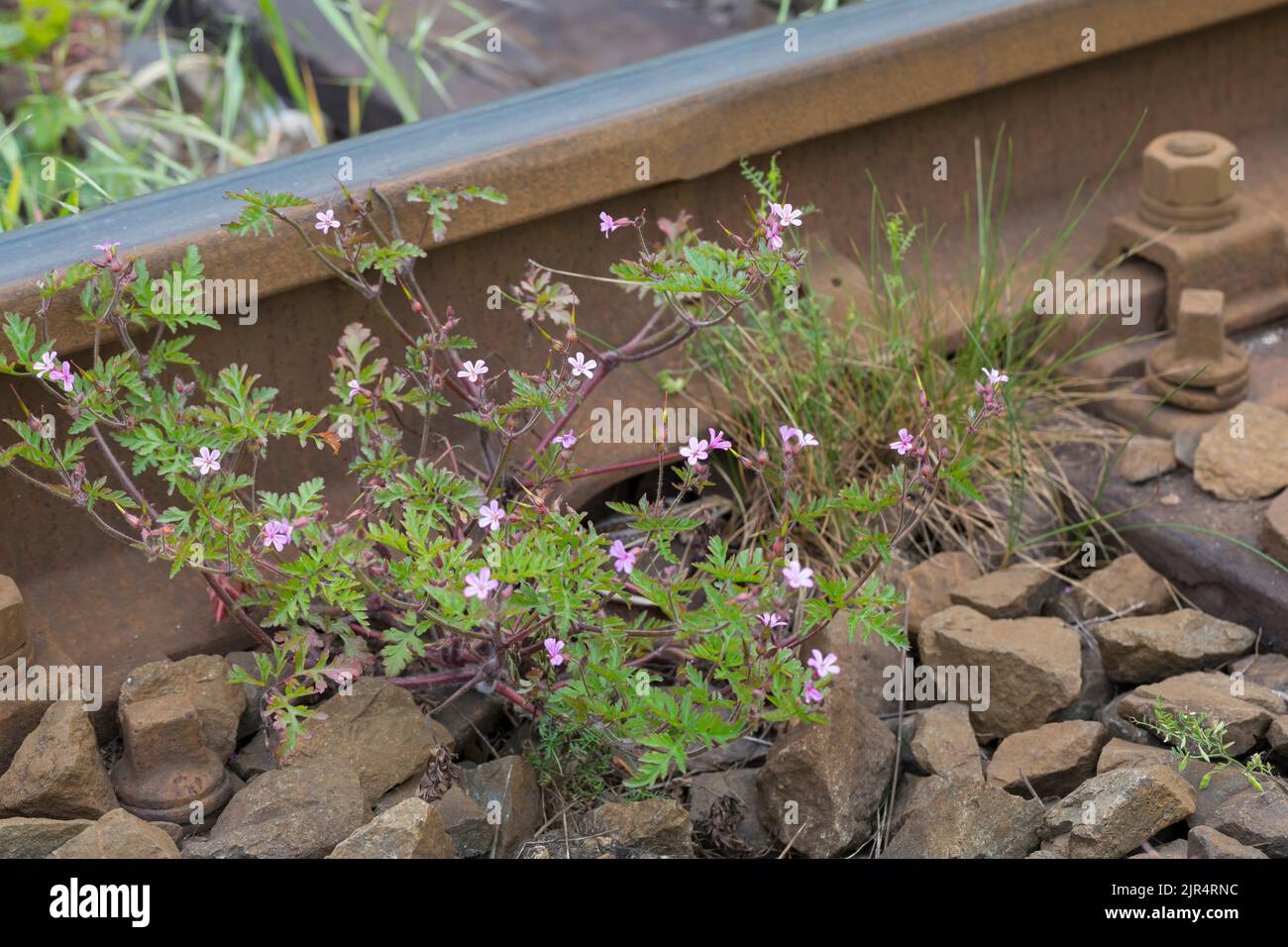 Herb Robert, Red Robin, Death come quickly, Robert Geranium (Geranium robertianum, Robertiella robertiana), grows next to rail tracks, Germany Stock Photo