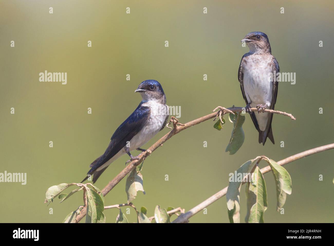 grey-breasted martin (Progne chalybea), two grey-breasted martins perched on a twig, Brazil, Serra da Canastra National Park Stock Photo