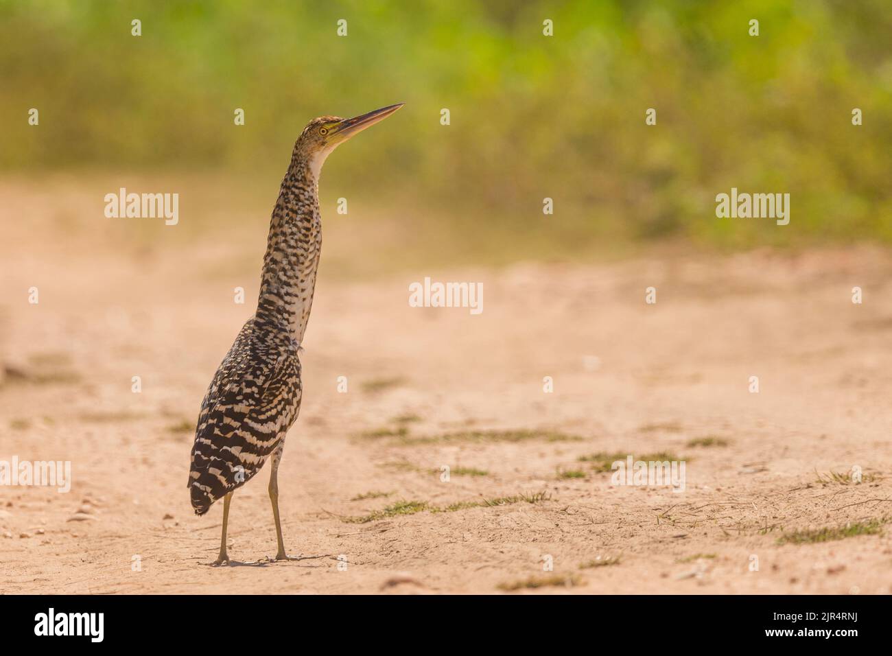 rufescent tiger heron (Tigrisoma lineatum), stands on sandy ground ...
